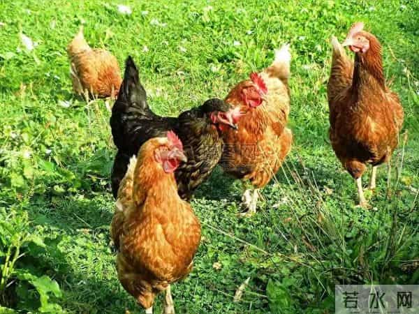 炸裂！11.27属鸡人运势大揭秘，吉时封神+偏财彩蛋，错过等一年！