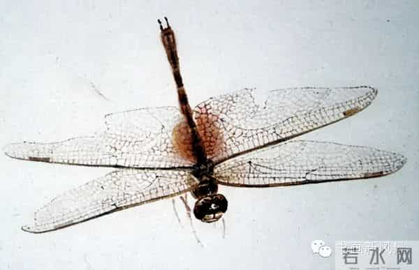 白石老人绝美草虫大荟萃，实在是太养眼啦！