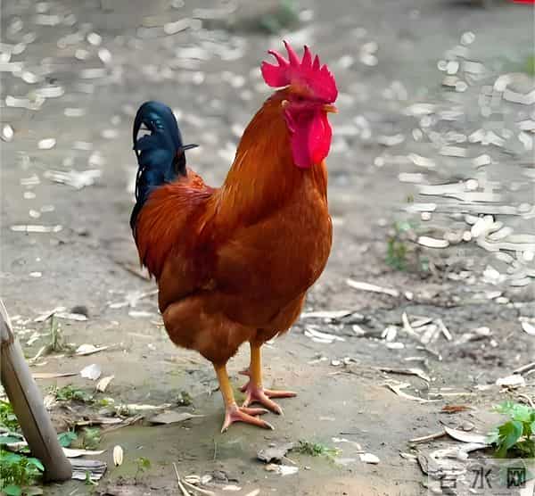 属鸡人2026迎12年一遇好运，4大喜事找上门