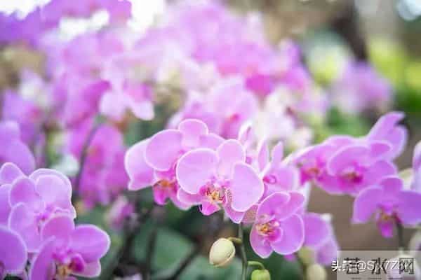 两性关系：这10句“肉麻话”，女人很爱听，特别是中年女人，很甜