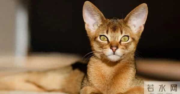 宁空间塔罗屋 一周星程 12月14日-12月20日 火星进入摩羯座