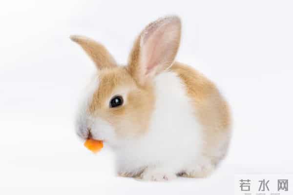 63年属兔人:你最放不下的东西,其实就两个字,你知道吗?