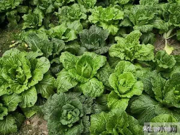 两性关系，女人可以搂着睡，亲她的嘴，但千万别全信她说的话