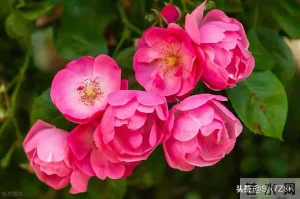 两性关系：这10句“肉麻话”，女人很爱听，特别是中年女人，很甜