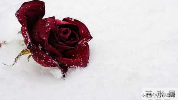 12月15日至12月21日，辰龙，下周之后，即将发生了！