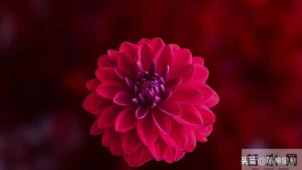 12月15日，未来14天，丑牛，会有大的事发生！