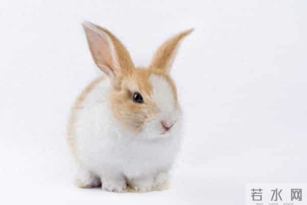 63年属兔人:你最放不下的东西,其实就两个字,你知道吗?