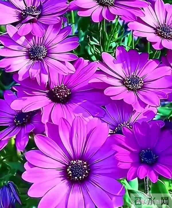 情感：女人想让你泡，5个信号不用猜，马上错过就不在来…