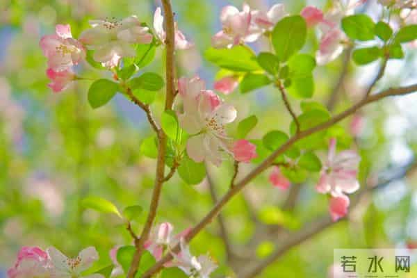 白羊座：12月下旬将迎来“九星报喜”的吉兆