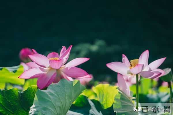 夫妻相处时，男人越不心疼你，吼你，不尊重你，越要牢记这3点