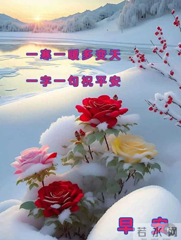 寒日玫瑰，早安盼顺遂