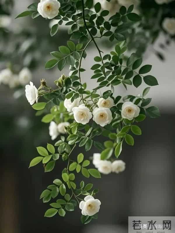 20句，顶级怼人语录，经典的不能再经典，简直绝了