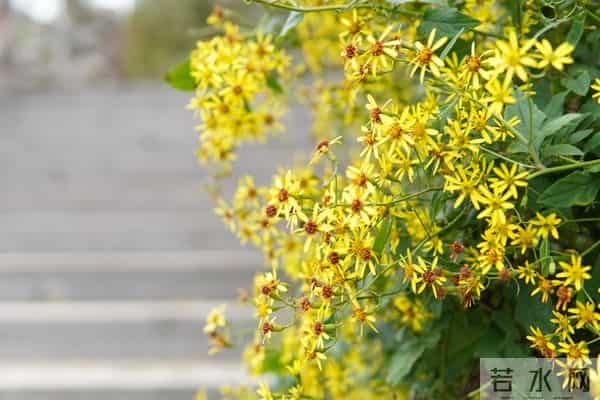 苦尽甘来!射手座成功上岸,往后尽是平安喜乐