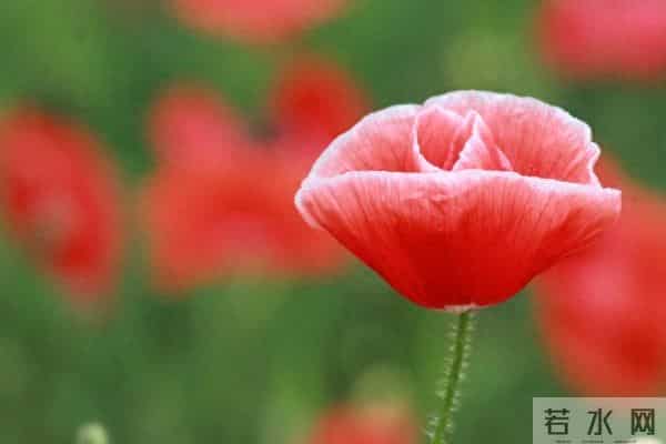 属蛇人12月渡劫期：16-18日离别将至，做好3件事迎新蜕变新生