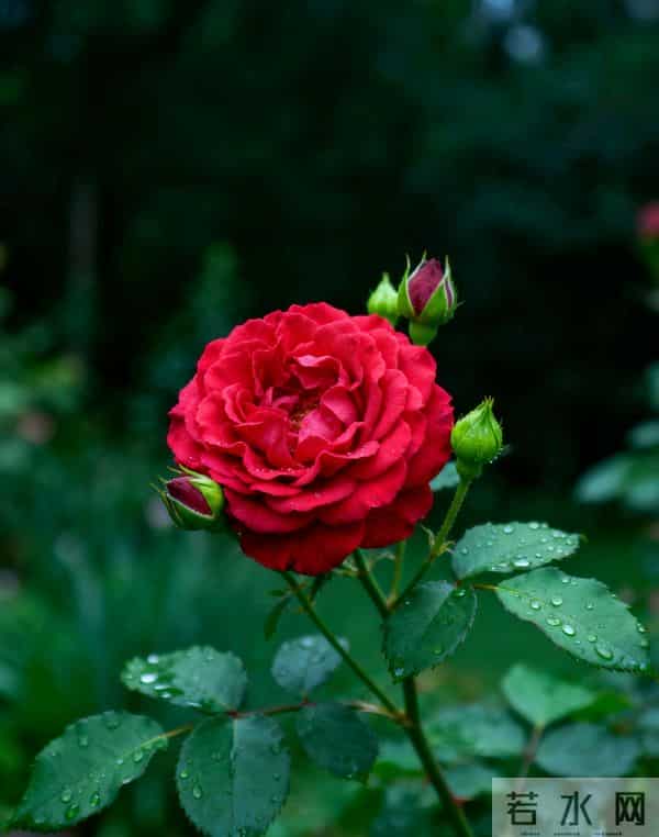 锦鲤来敲门！12月这四大星座好运爆棚，爱情事业都要旺