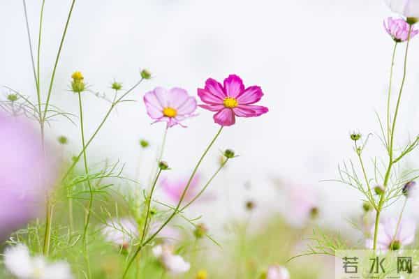 婚姻是张硬纸——厉害的婆婆（9）