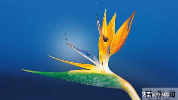 第一名：射手座，12月15号，接下来14天，得跟你说句大实在话！