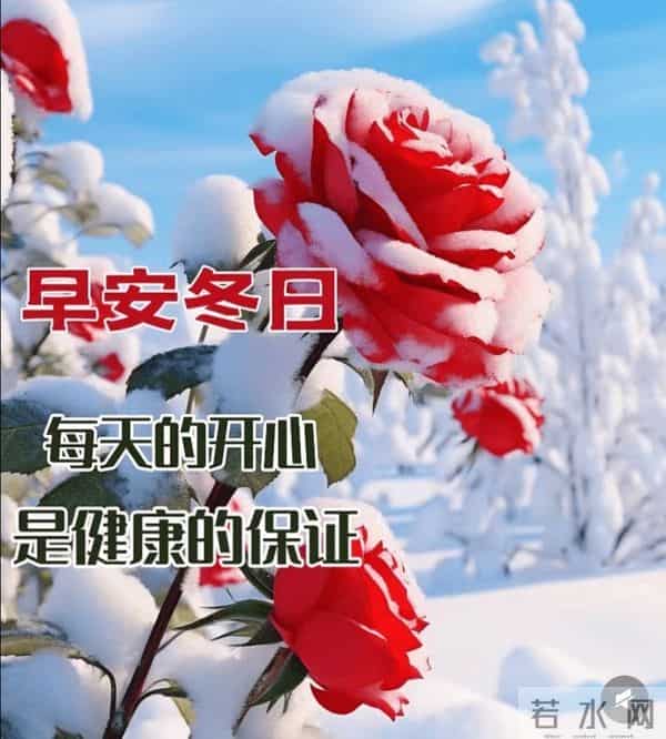 寒日玫瑰，早安盼顺遂