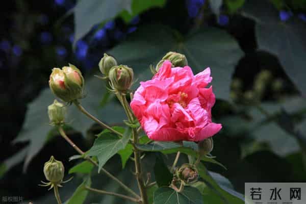 婚姻是张硬纸——厉害的婆婆（9）