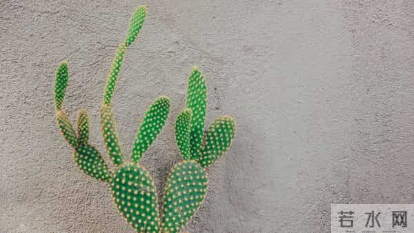 人算不如天算，12月16日至12月22号下周生肖，生肖牛