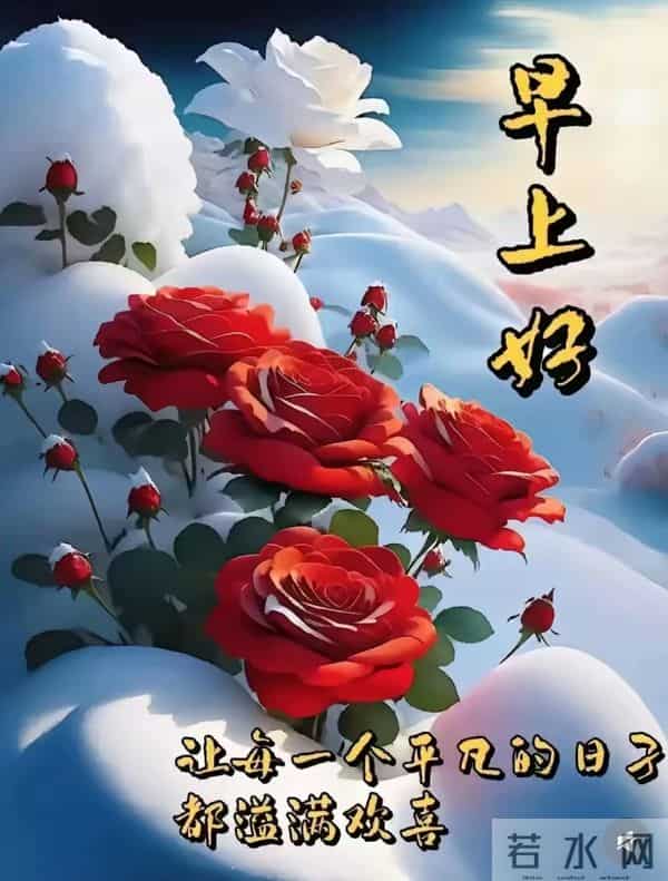 寒日玫瑰，早安盼顺遂