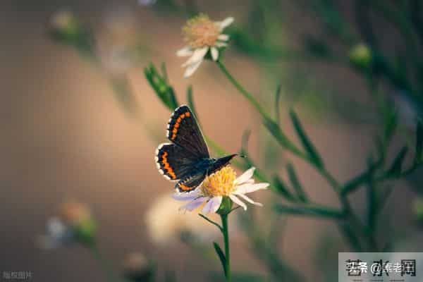 关东风雪情——被偷走的三年（139）