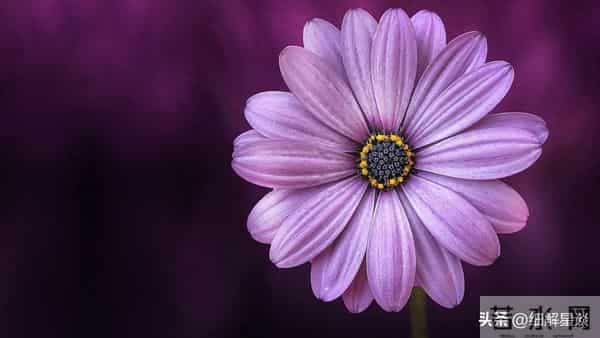 戌狗要“笑醒”了，12月16日后六天，你将会遇见你最大的1位贵人