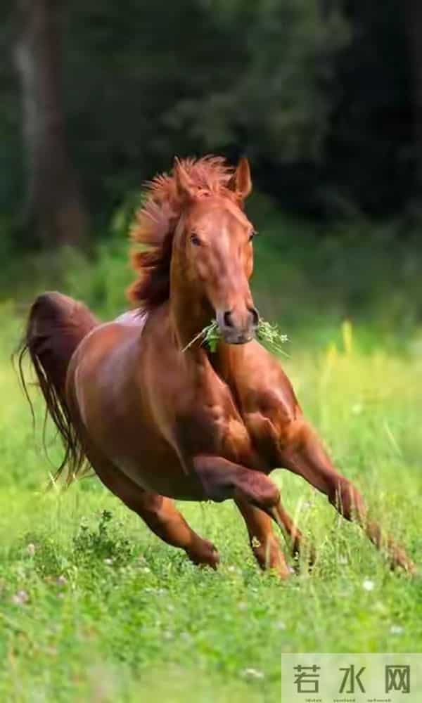 属马人注意！熬过这两日，人生将迎转运黄金期