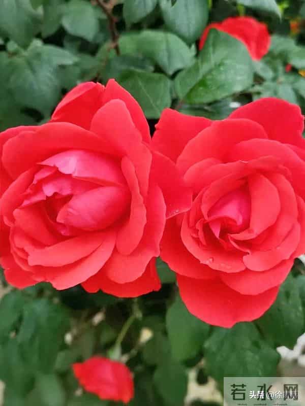 婆婆英雄媳好汉189（原创）