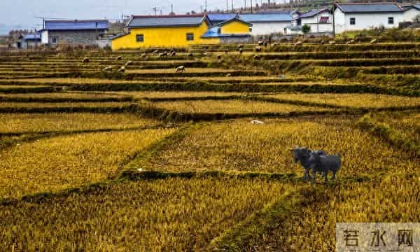 公公寄来腊肉，我嫌味大给邻居，3天后阿姨上门，说这味她想27年