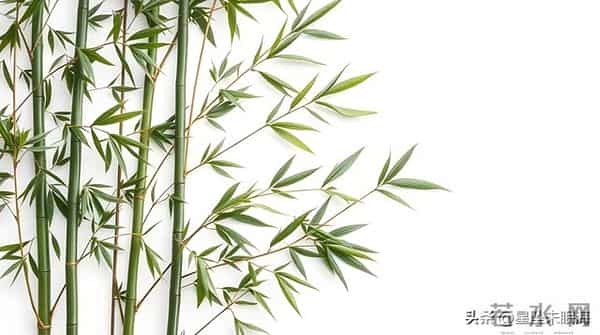 两性关系，男人没老婆，生活一地鸡毛，女人没男人，照样风生水起