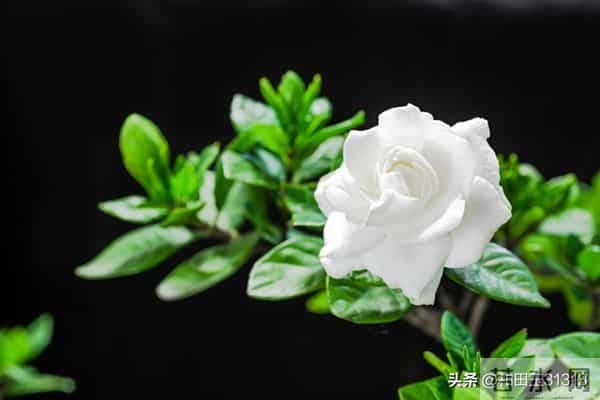 人这一辈子，想多了全是问题，做起来全是答案。