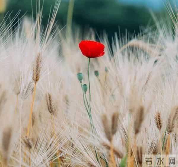 金牛座：明年你将有喜事，明年开始，两喜缠身，你的性格很重要