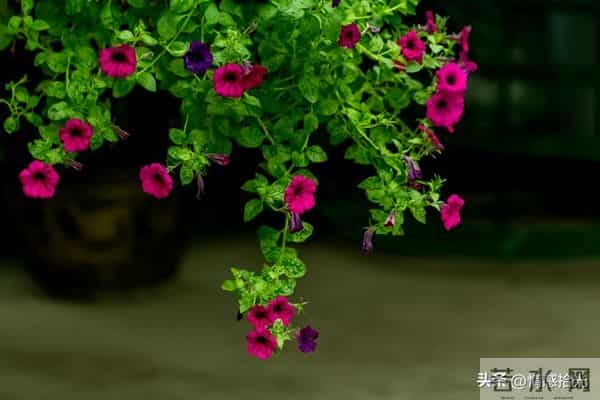 从今天起，所有霉运全部清零！未来日子，全是顺风顺水、别忘接收