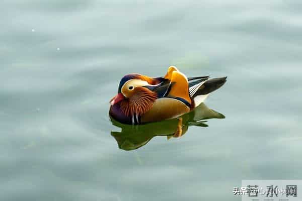 从玄学上而言：一个人的福报是有限的，不可享尽，无苦便是无福