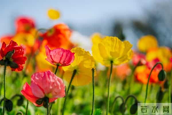 独一份的爱恋，只给你