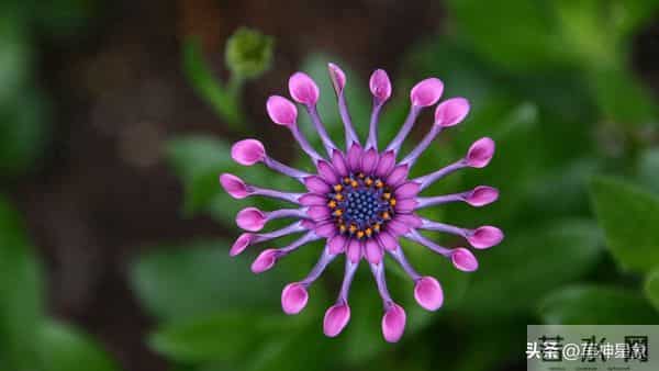 丑牛，12月16日，星期二，不要怀疑，这是天意了