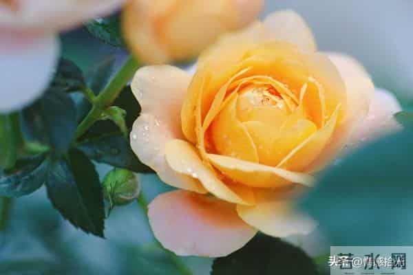 从今天起，所有霉运全部清零！未来日子，全是顺风顺水、别忘接收