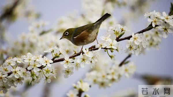 12月16日今日生肖,生肖兔,会有事发生了!