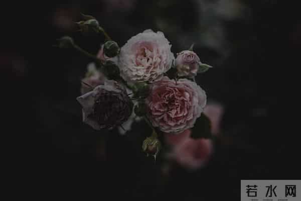 金牛座：明年你将有喜事，明年开始，两喜缠身，你的性格很重要