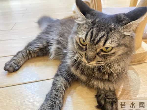 人有没有本事一看脾气便知，脾气越倔强、越硬的人，命越薄。