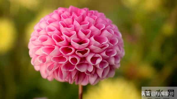 第二名：白羊座，12月16号，接下来15天，就要喜从天降了！