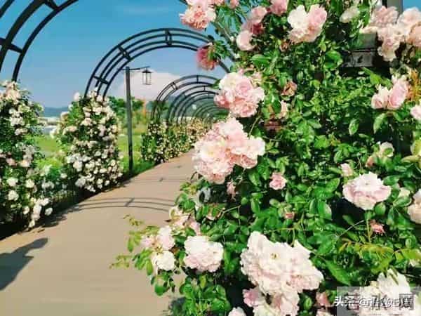 两性交往，刺激女人荷尔蒙的6个“心”开关，让她彻底为你沦陷