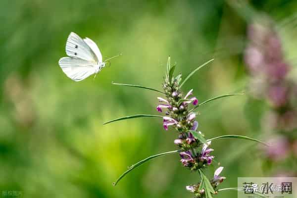 关东风雪情——被偷走的三年（139）