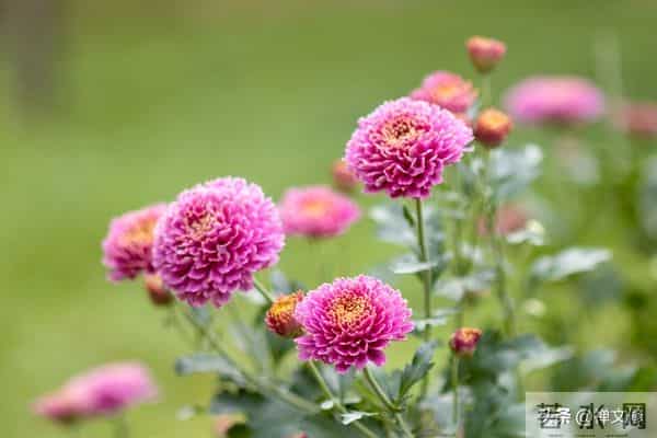 一个女人过了中年，她的“长相”还显得很年轻，一定有这三种品质