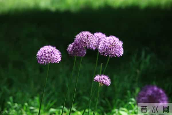 婚姻是张硬纸——厉害的婆婆（9）