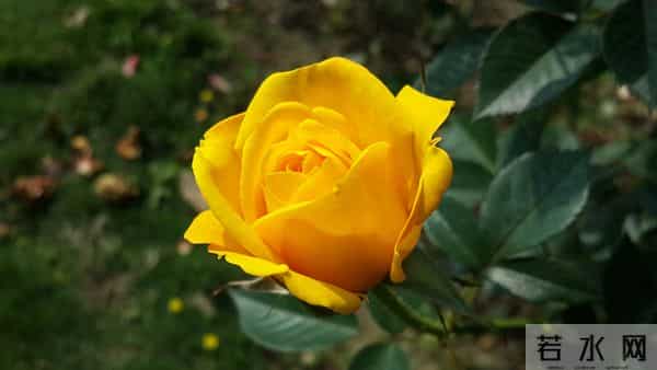 12月17日，星期三 ，水瓶座，有事要浮出水面了！