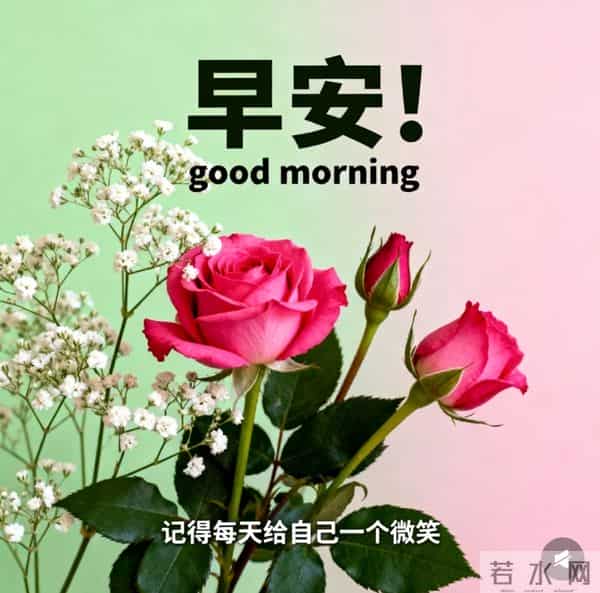 一束玫瑰，一句暖心早安