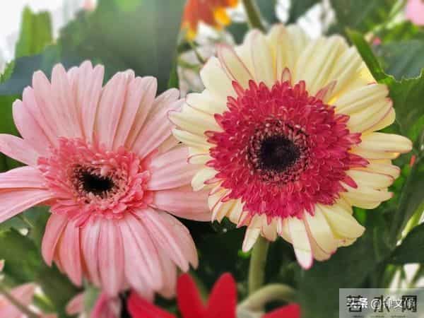 一个女人过了中年，她的“长相”还显得很年轻，一定有这三种品质