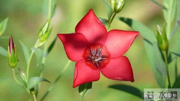 12月15日至12月21日，戌狗，下周之后，即将发生了！